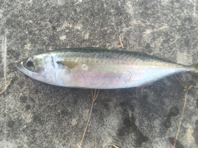 サバ、アジ、そして‥