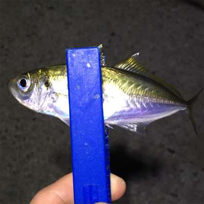 明石でライトゲーム