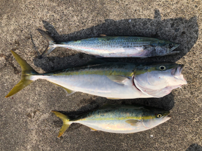 メジロハマチサゴシ