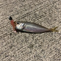 久しぶりの日本海