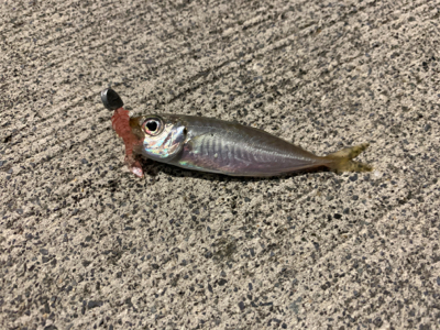 久しぶりの日本海