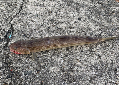 青物　好調のはずが？