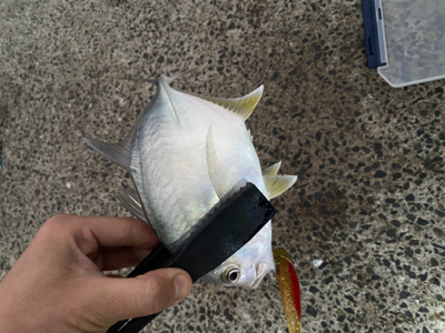 バラシまくり、、。