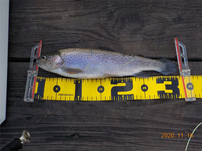 管釣りシーズンイン