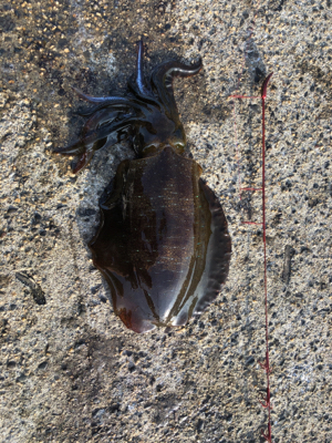 釣り納のはずが！