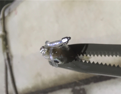 拾っていく釣り