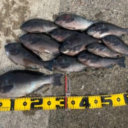 南港の波止グレ好調〜