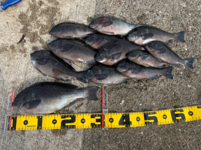 南港の波止グレ好調〜