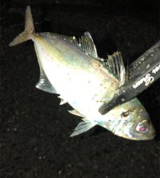 アジングナイト(快釣❗)