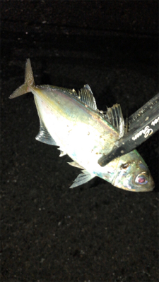 アジングナイト(快釣❗)