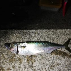 美味しいお土産