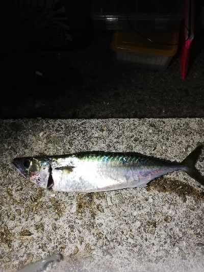 美味しいお土産