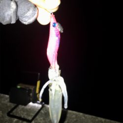 ヒイカ調査、木材港にて(^^)