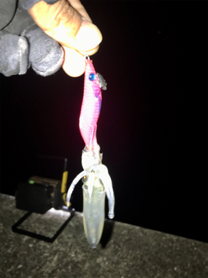 ヒイカ調査、木材港にて(^^)