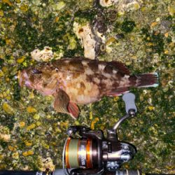 抱卵ガシラ＋α