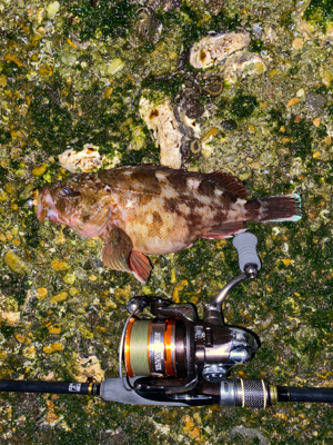 抱卵ガシラ＋α