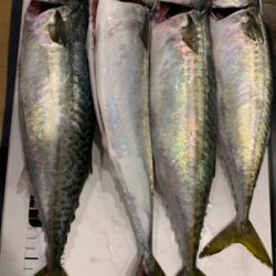 タチウオのはずが大サバ!