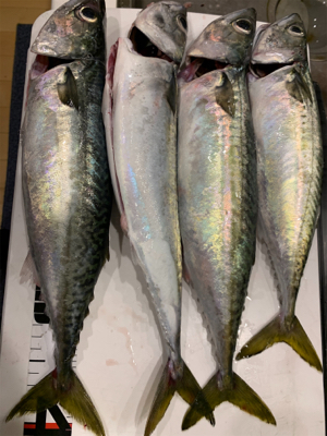 タチウオのはずが大サバ！