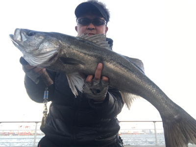 コスモスクエア釣果