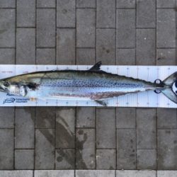 サワラ95センチ。。。