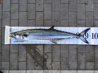 サワラ95センチ。。。