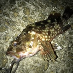 ☆全集中で青物チャレンジ