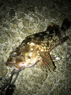 ☆全集中で青物チャレンジ