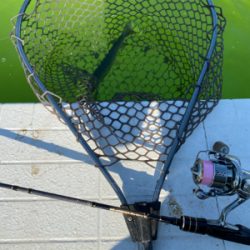 トラウト　半袖レベルの暑さ