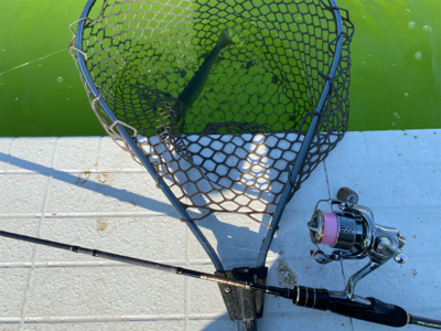 トラウト　半袖レベルの暑さ