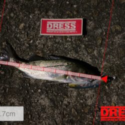 チーバスの季節