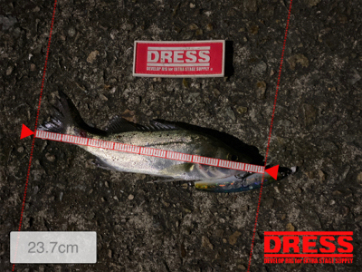 チーバスの季節