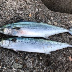 一応釣れたが…