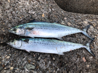 一応釣れたが…