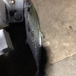 サワラ サイズが多かった!