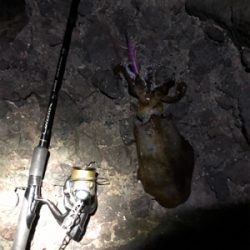 短時間エギング