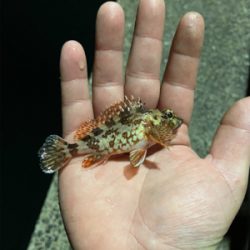 アジを狙うも…