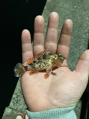 アジを狙うも…