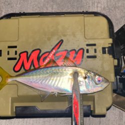 良型のアジを探して