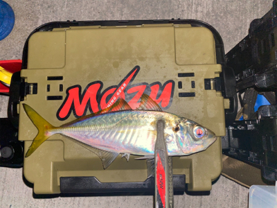 良型のアジを探して