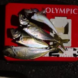 アジング練習 215