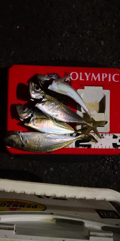 アジング練習 215