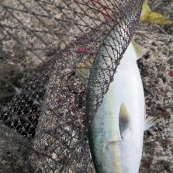 サゴシとハマチ