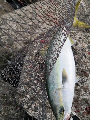 サゴシとハマチ