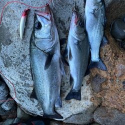 仕事前の朝マズメ！！ヒラスズキ釣果！！