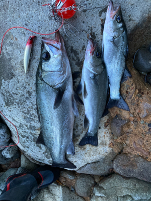 仕事前の朝マズメ！！ヒラスズキ釣果！！