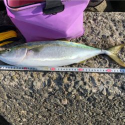 のりのりハマチ