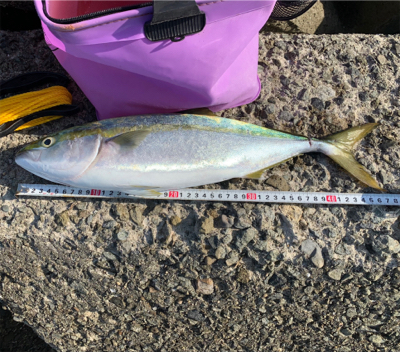 のりのりハマチ