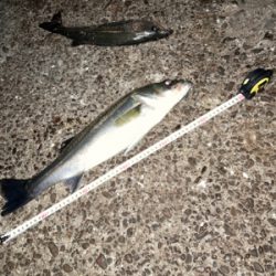 丸々太ってガッツリいい引きでした！