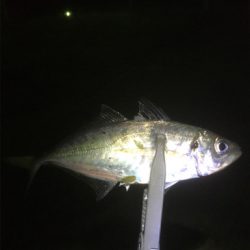 ポツポツ中アジ