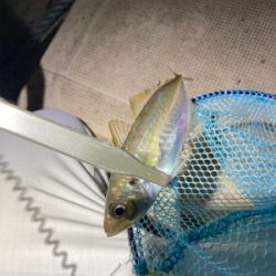 久しぶりに豆アジング